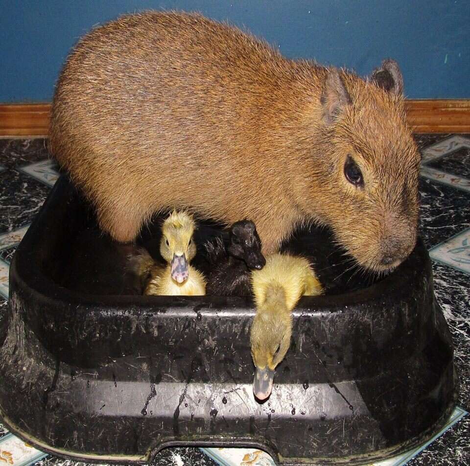 Cheesecake the capybara with ducklings at an Arkansas sanctuary