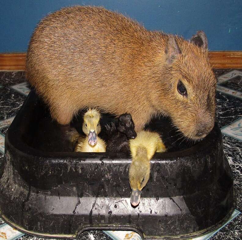 Cheesecake the capybara with ducklings at an Arkansas sanctuary
