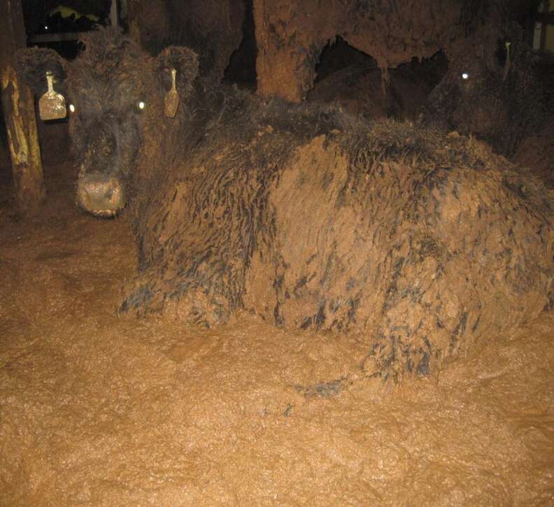 Cow covered in feces on Australian live export ship