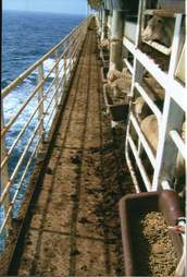 Sheep on Australian live export ship