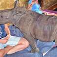 Baby Rhino Who Survived Being Stabbed Loves To Cuddle With Rescuers Now