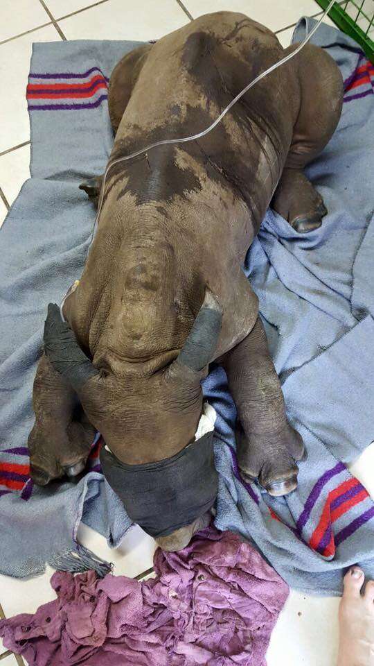 A baby rhino orphan who lost her mom to poaching