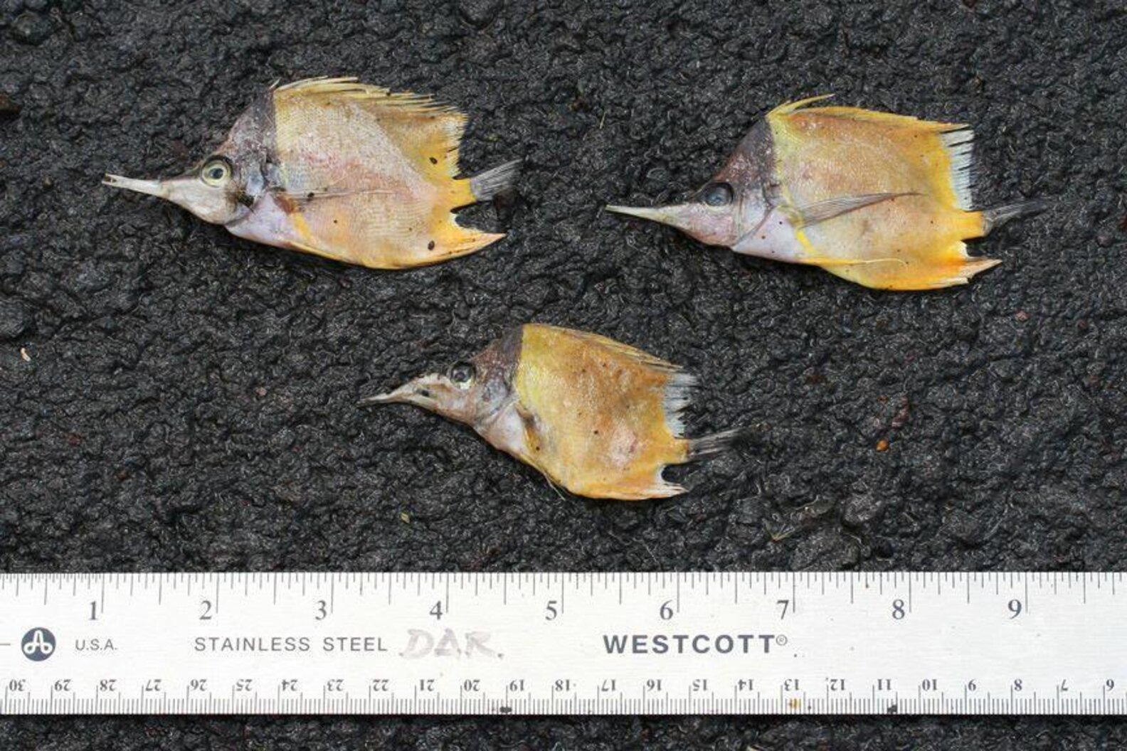 Aquarium Trade Kills Millions Of Tropical Fish Each Year - The Dodo