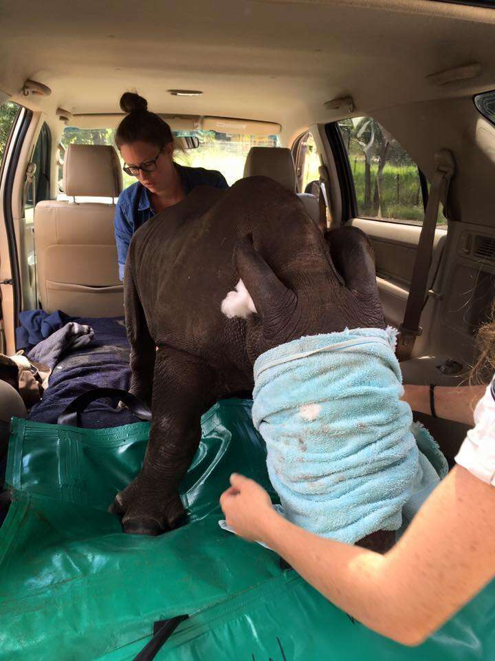 A baby rhino orphan who lost her mom to poaching