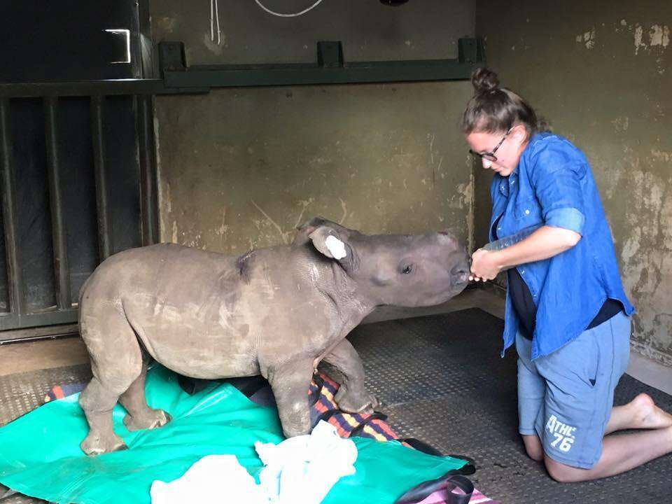 A baby rhino orphan who lost her mom to poaching