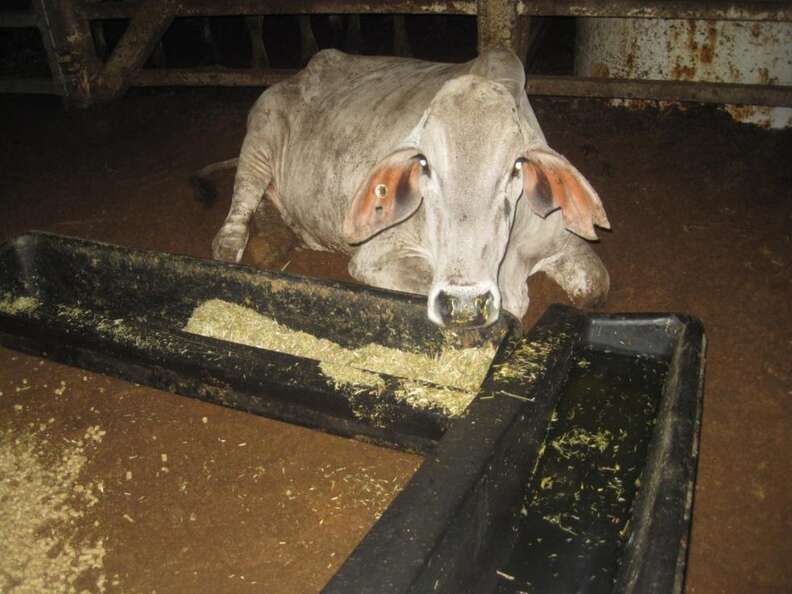 Cow on Australian live export ship