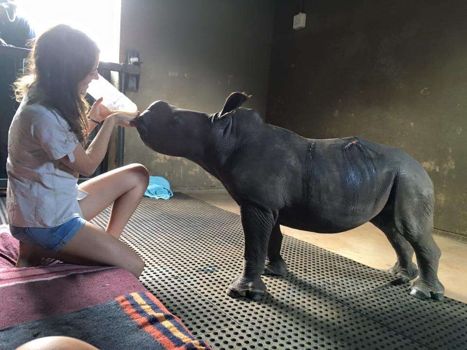 A baby rhino orphan who lost her mom to poaching