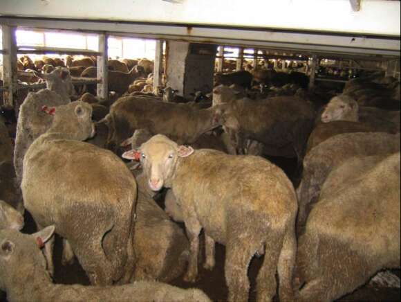 Sheep packed together on Australian live export ship