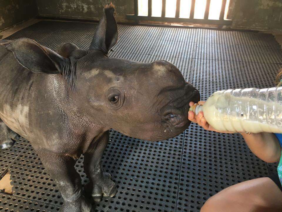 A baby rhino orphan who lost her mom to poaching