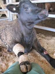 Injured cow on Australian live export ship