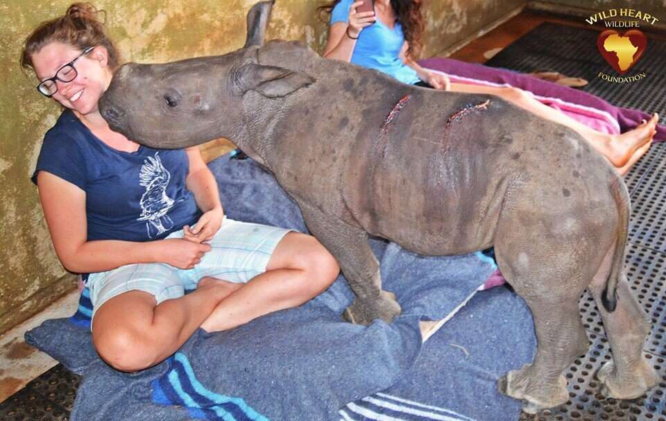 A baby rhino orphan who lost her mom to poaching