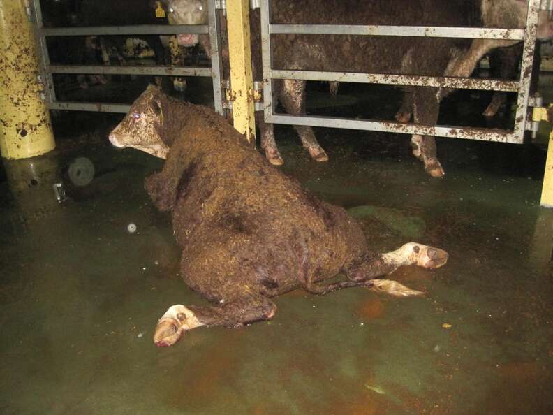 Injured cow on Australian live export ship