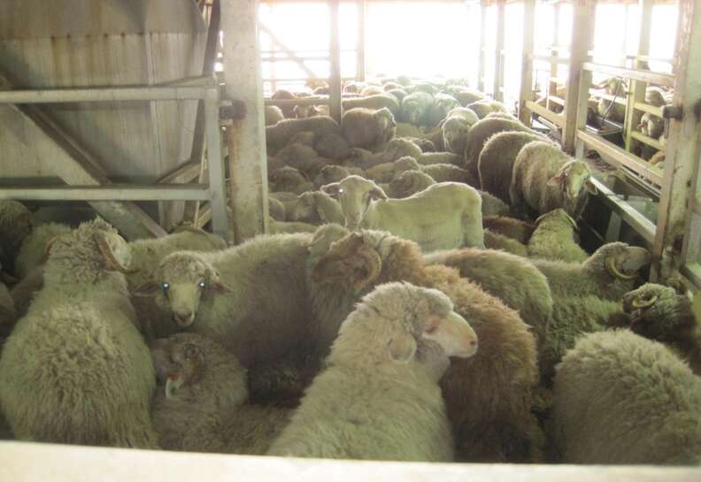 Sheep packed together on Australian live export ship