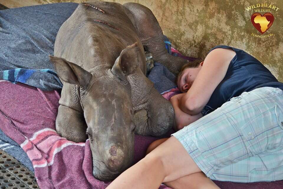 A baby rhino orphan who lost her mom to poaching