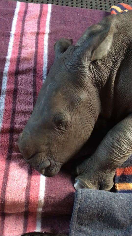 A baby rhino orphan who lost her mom to poaching