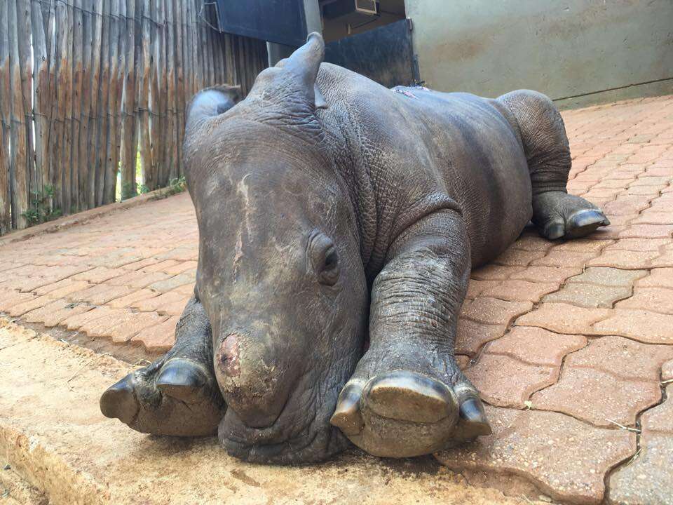 A baby rhino orphan who lost her mom to poaching