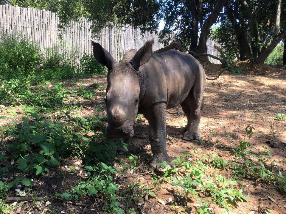 A baby rhino orphan who lost her mom to poaching