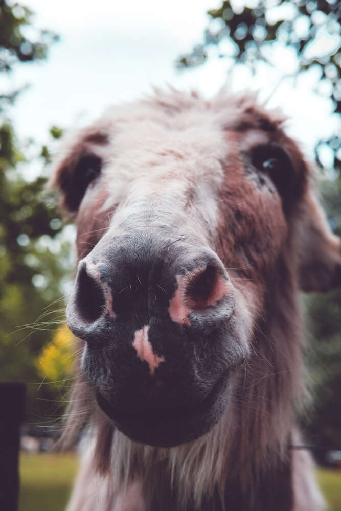 cute donkey