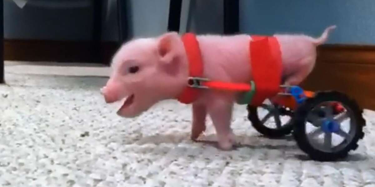 Pig's Dad Keeps Building Him New Wheelchairs - Videos - The Dodo