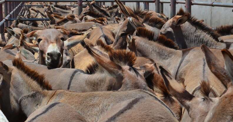 donkeys packed in pen in tanzania