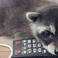 Raccoon Who Fell From Tree Has The Best Family Now