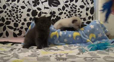 cat and kittens rescued from drain pipe