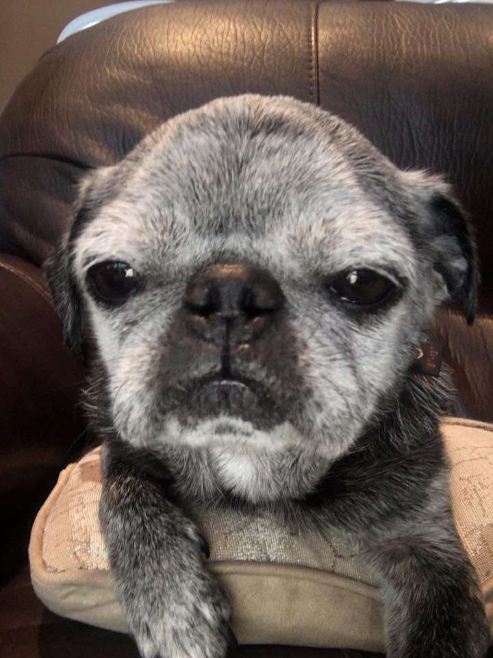 franklin the senior rescue pug