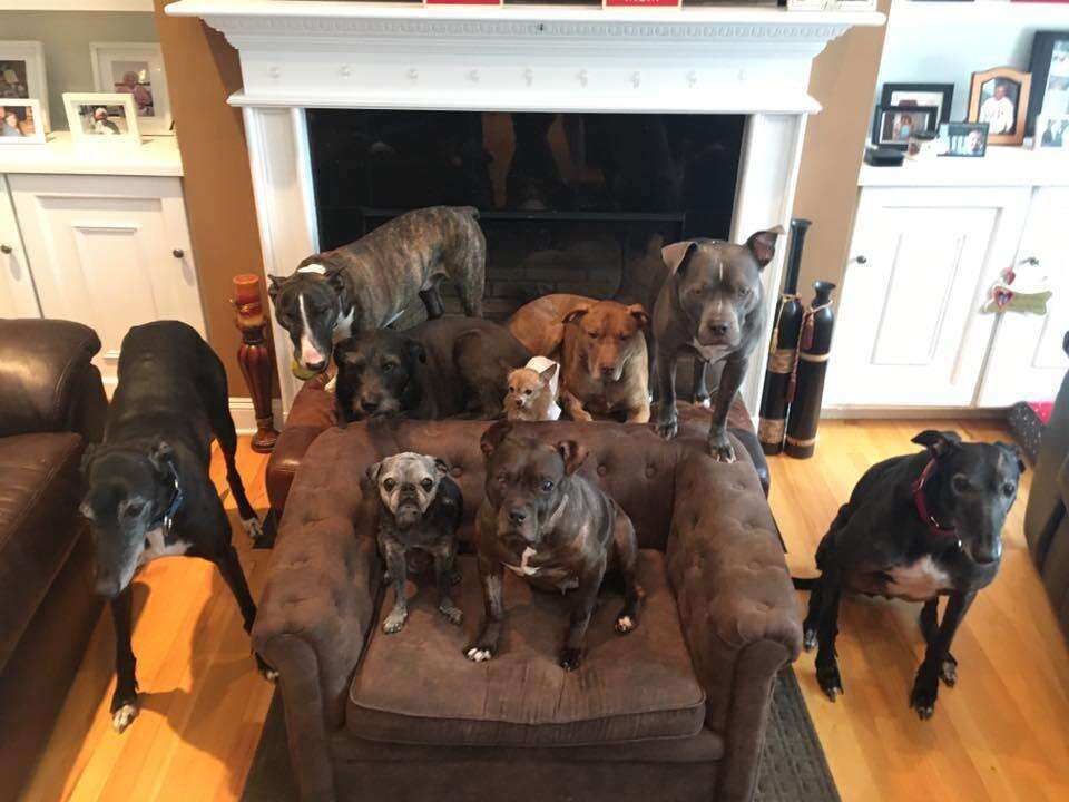 Franklin with the Hughes' other foster and forever pups at "The Dog House"