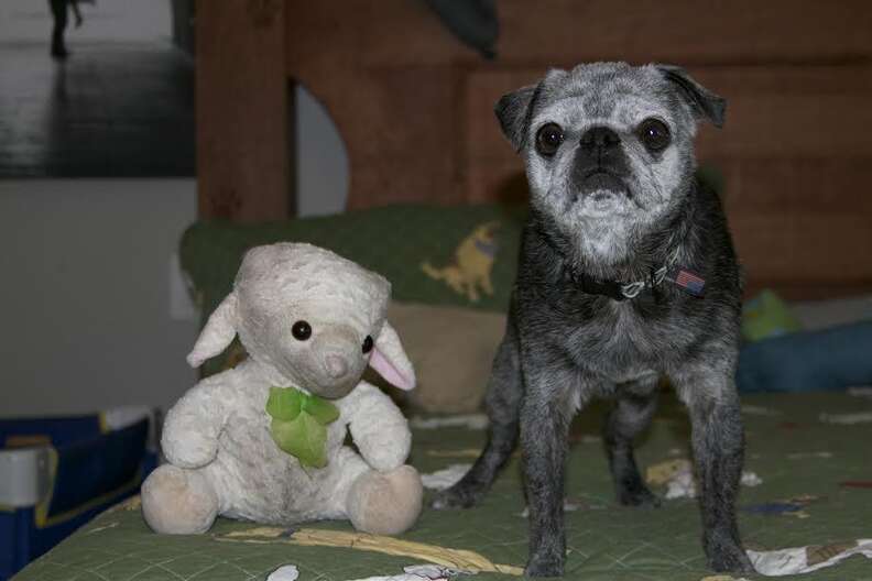 franklin with his best friend, a stuffed lamb named lamby