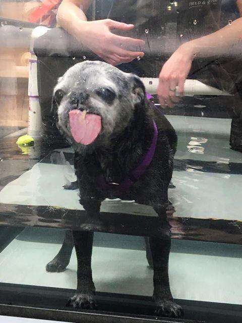 franklin the senior rescue pug getting hydrotherapy