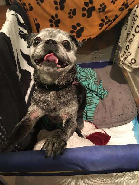 franklin the rescue pug