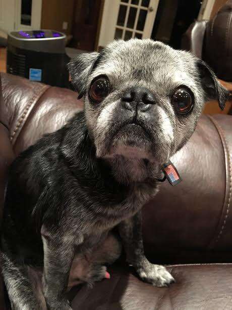 franklin the rescue pug