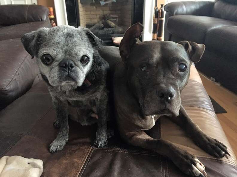 franklin the rescue pug with his dog sibling