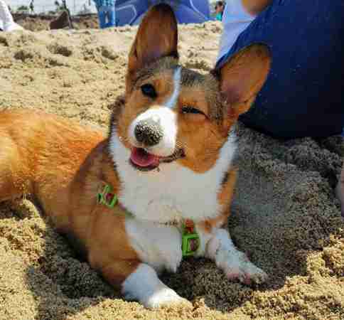 Corgi Couldn't Be Prouder Of The Garden She Planted With Her Poop - The ...