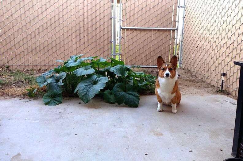 Pumpkin and dog hot sale poop