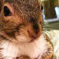 Rescued Squirrel Lost Her Home When Her Tree Got Cut Down