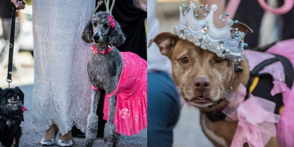 Special 'Senior Prom' Held To Help Older Dogs Get Adopted - The Dodo