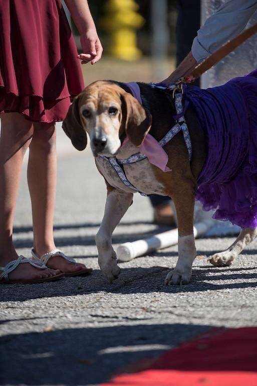 senior prom held for older dogs to help them get adopted
