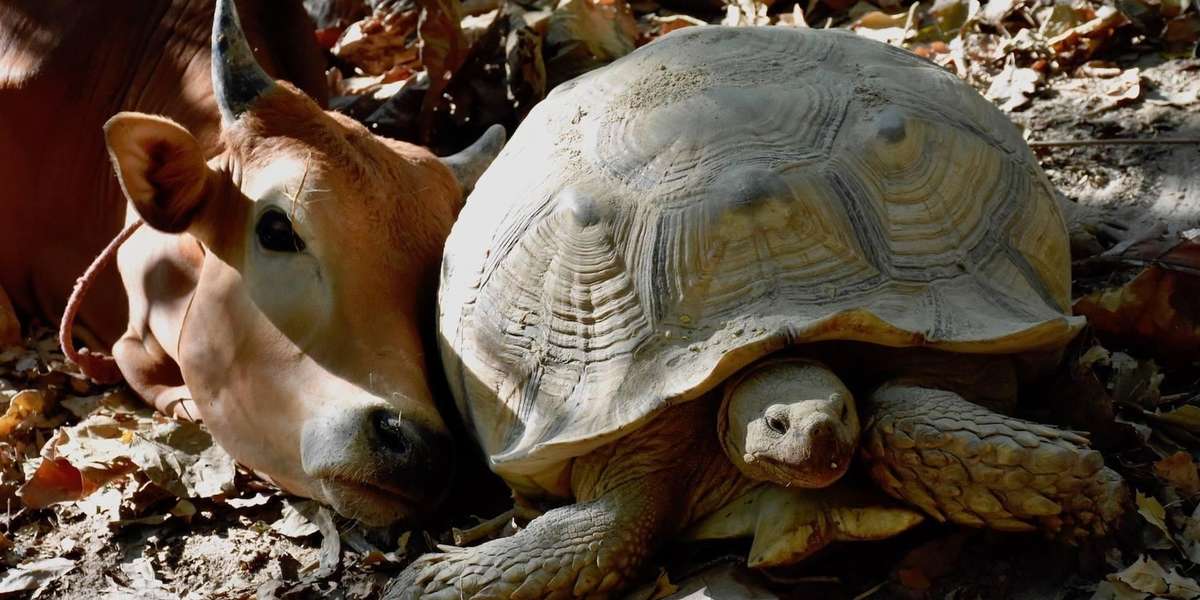 Животные Тайланда с полосками. Animal Reserve.