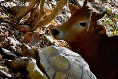 Rescued cow and tortoise in Thailand share sweet bond