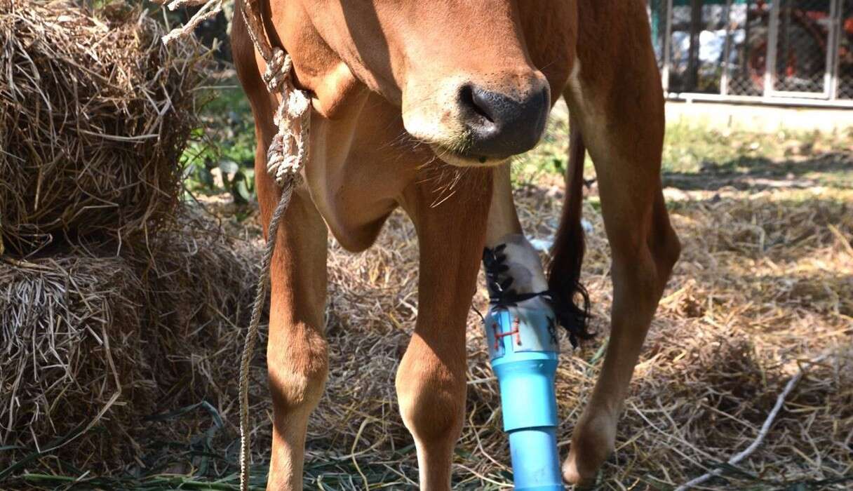 Rescued calf with prosthetic leg