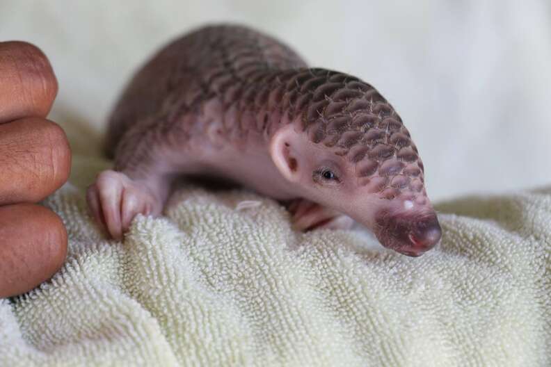 Infant pangolin saved in Cambodia
