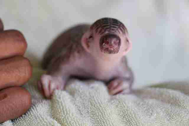 Infant Pangolin Brought To Cambodia Wildlife Center For Help - The Dodo