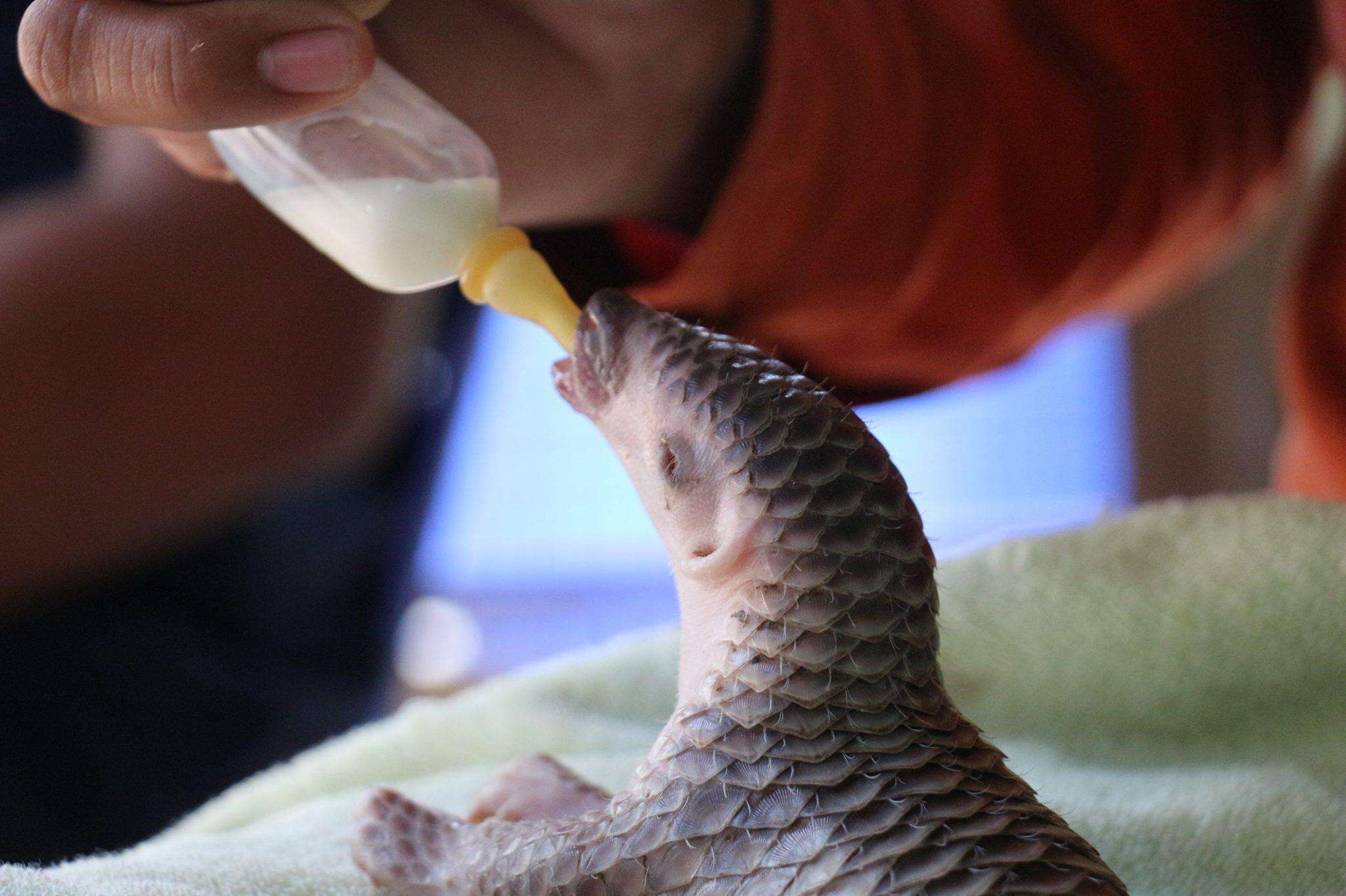 Rescued infant pangolin getting bottlefed in Cambodia