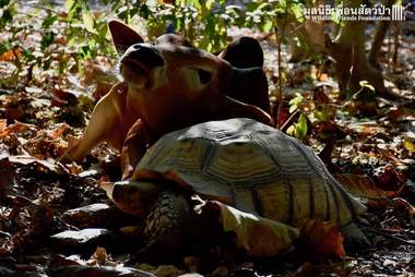 Rescued cow and tortoise in Thailand share sweet bond