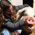 Pig Still Remembers The Girl Who Saved Her Life Years Ago