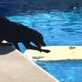 Smart Dog Gets His Ball From The Pool