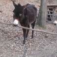 Donkey Has The Smartest Way Of Getting Over This Fence