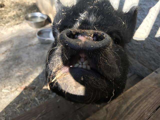 Rescued potbellied pig showing her teeth