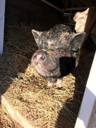 Rescued potbellied pig in her enclosure